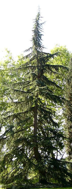 cedrus_deodara_baum_jung_sept_2