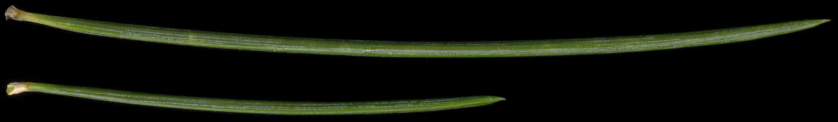 cedrus_deodara_nadeln_oktober_600