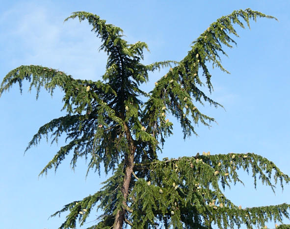 cedrus_deodara_wipfel_mittelalt_sept_2