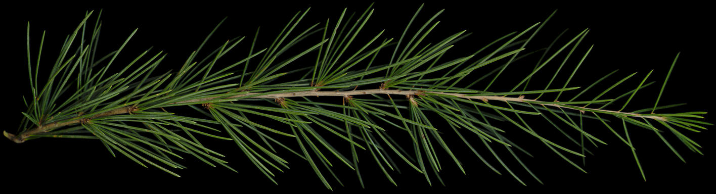 cedrus_deodara_zweig_oktober_150