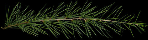 cedrus_deodara_zweig_oktober_50