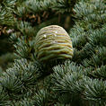 cedrus_libani_ast_zapfen_sept_1