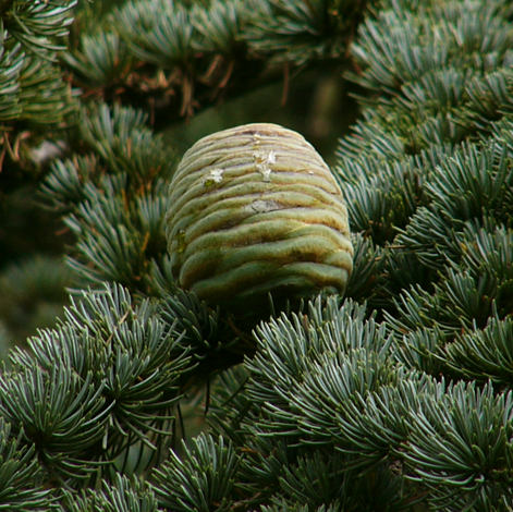cedrus_libani_ast_zapfen_sept_2