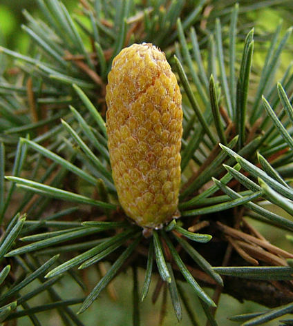 cedrus_libani_bluete-m_sept_2