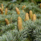 cedrus_libani_zweig_blueten-m_sept_1