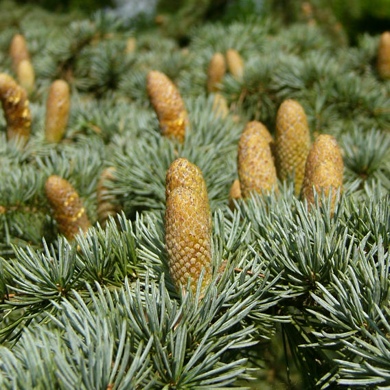 cedrus_libani_zweig_blueten-m_sept_2