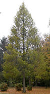larix_decidua_baum_oktober_1