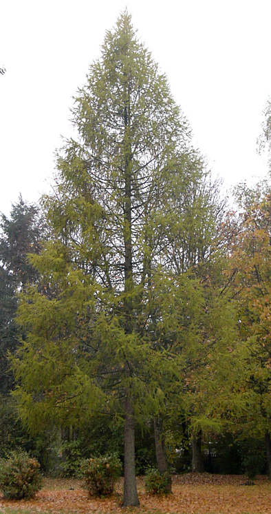 larix_decidua_baum_oktober_2