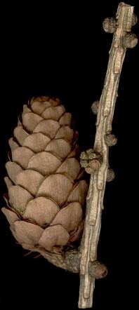 larix_decidua_zapfen_maerz_150