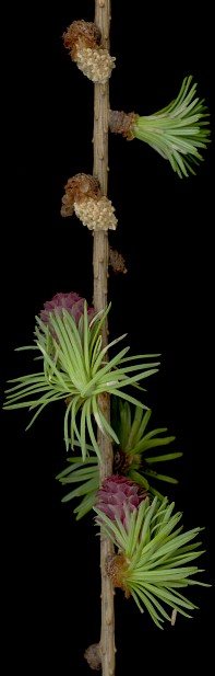larix_decidua_zweig_april_150