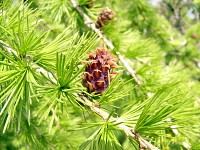larix_decidua_zweig_bluete-w_mai_1