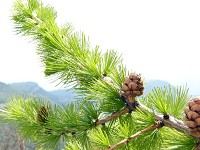 larix_decidua_zweig_zapfen_mai_1