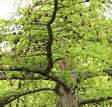 larix_kaempferi_ast_mai_1