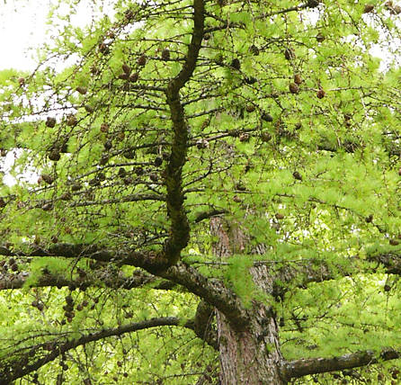 larix_kaempferi_ast_mai_2
