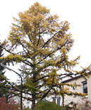 larix_kaempferi_baum_oktober_1