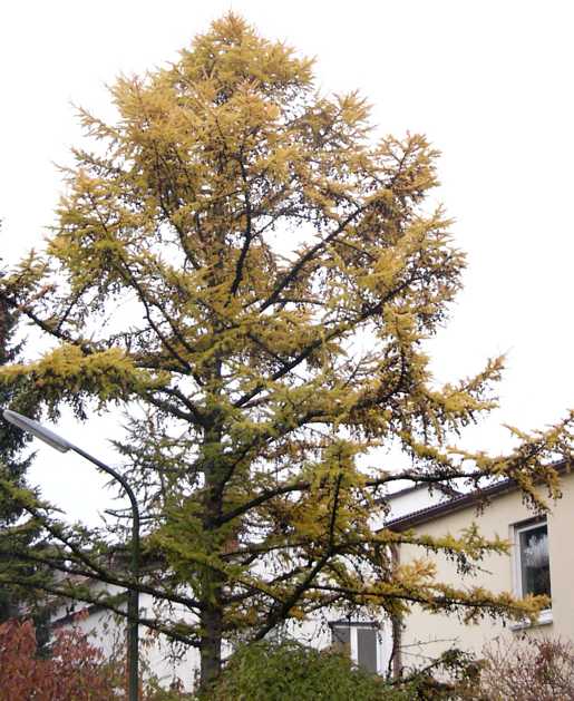 larix_kaempferi_baum_oktober_2