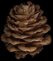 larix_kaempferi_zapfen_150