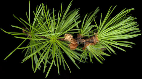larix_kaempferi_zweig_bluete-m_mai_150