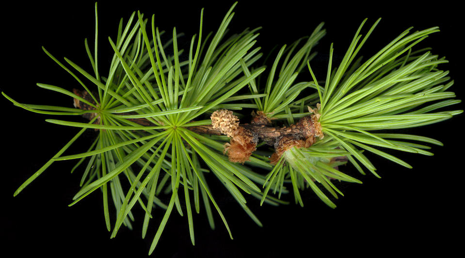 larix_kaempferi_zweig_bluete-m_mai_300
