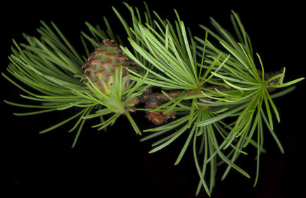 larix_kaempferi_zweig_bluete-w_mai_150