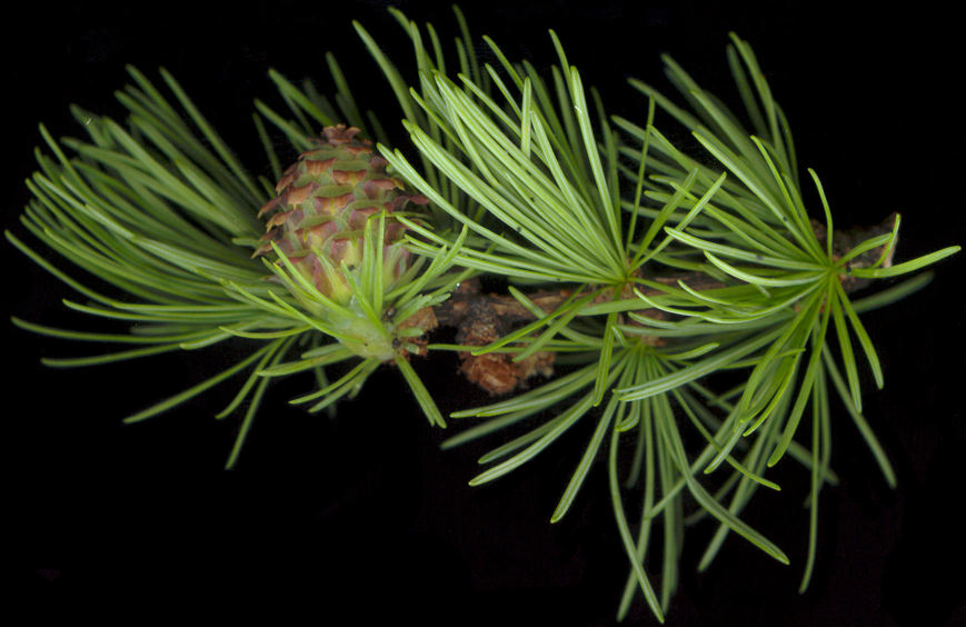 larix_kaempferi_zweig_bluete-w_mai_300