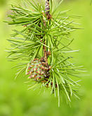 larix_kaempferi_zweig_mai_1