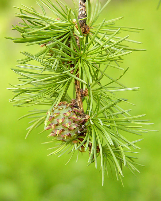 larix_kaempferi_zweig_mai_2