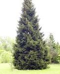 picea_abies_baum_gross_mai_1