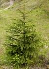 picea_abies_baum_klein_mai_1