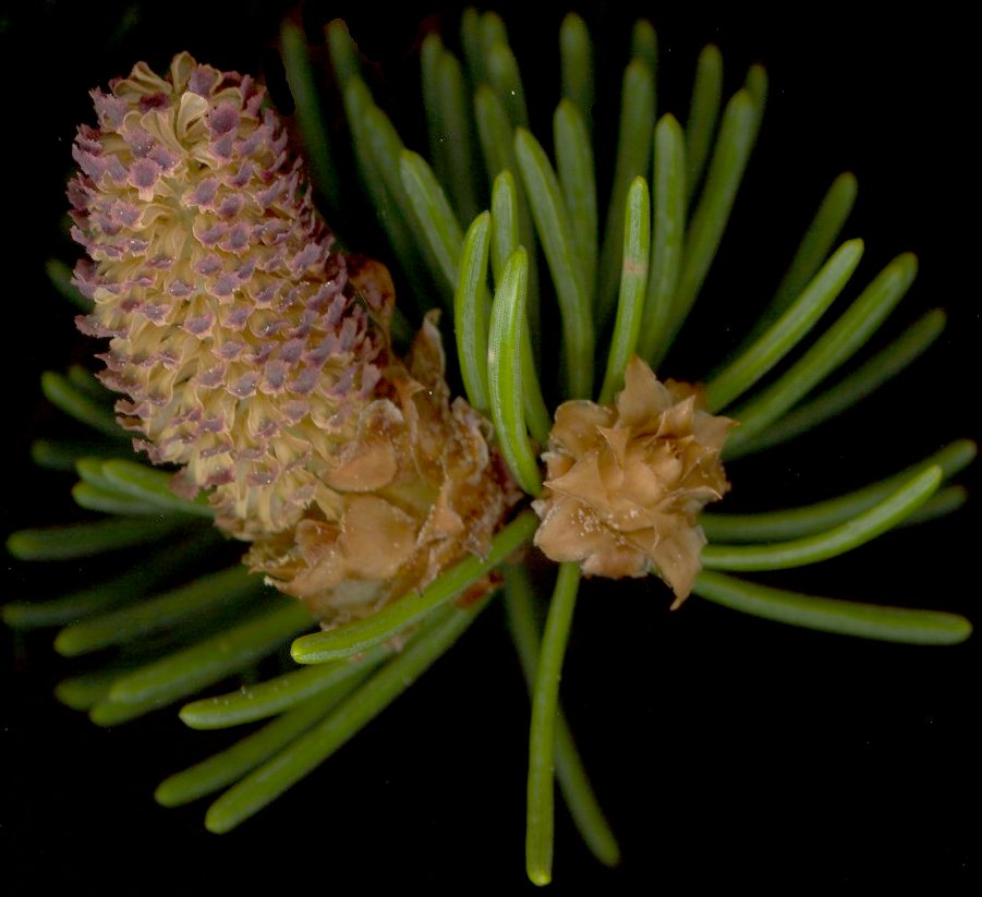 picea_abies_bluete-m_mai_600