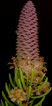 picea_abies_bluete-w_mai_150