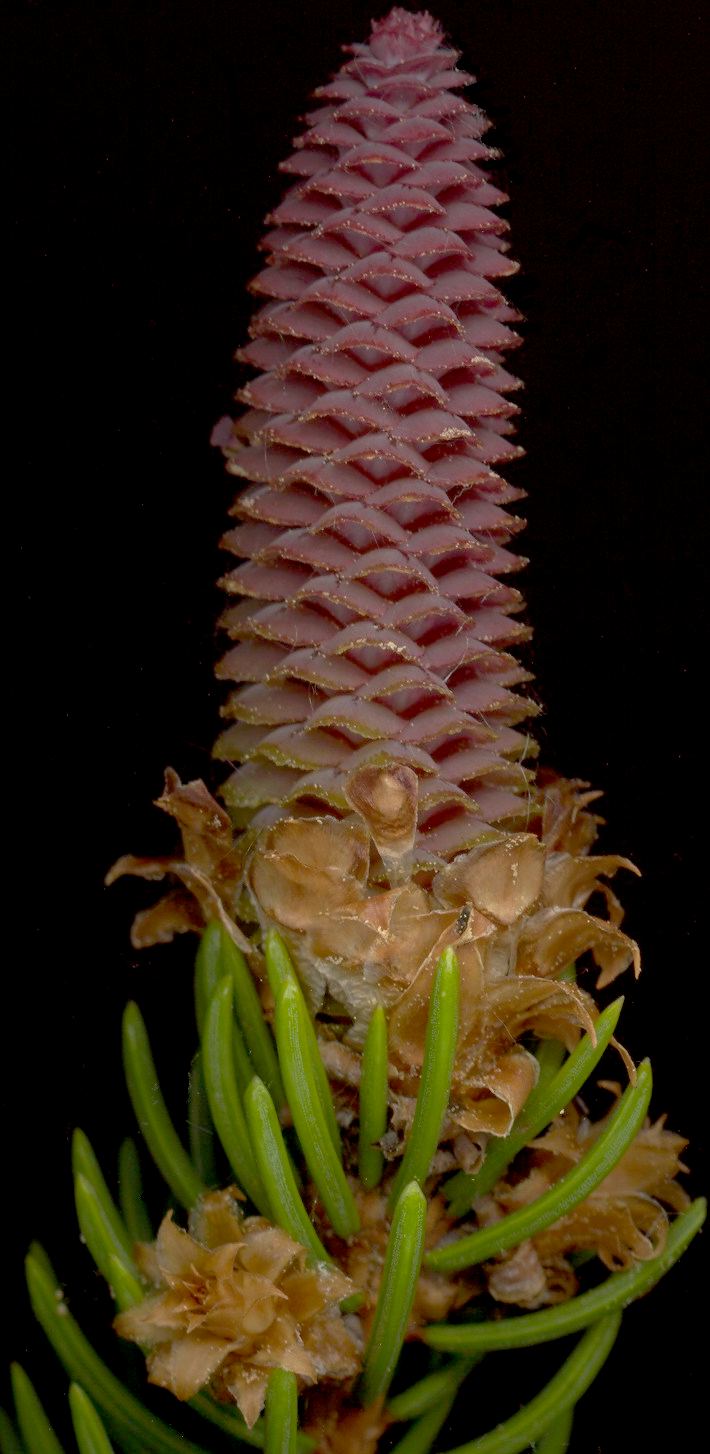 picea_abies_bluete-w_mai_600