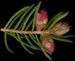 picea_abies_bluetenknospen-m_april_150