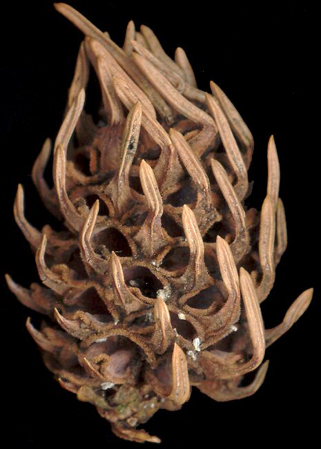 picea_abies_galle_oktober_600