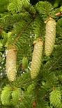 picea_abies_junge_zapfen_gruen_mai_1