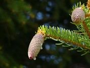 picea_abies_junge_zapfen_rot_mai_1