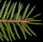 picea_abies_knospen_u_maerz_150