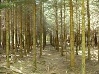 picea_abies_pflanzung_mai_1