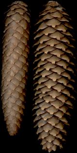 picea_abies_zapfen_maerz_50