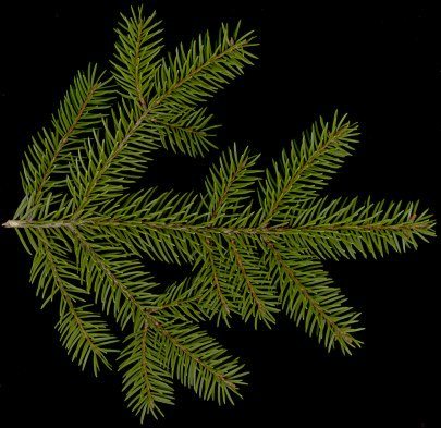 picea_abies_zweig_o_maerz_50