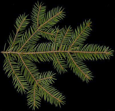 picea_abies_zweig_u_maerz_50
