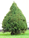 picea_glauca_baum_november_1