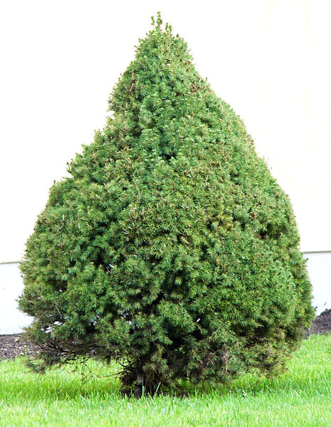 picea_glauca_baum_november_2