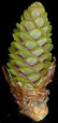picea_glauca_bluete_w_mai_150