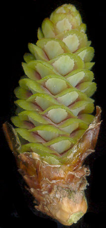 picea_glauca_bluete_w_mai_600