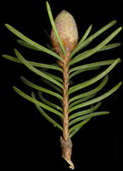 picea_glauca_bluetenknospe_m_mai_150
