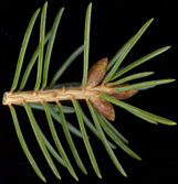 picea_glauca_knospen_april_150