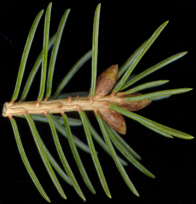 picea_glauca_knospen_april_600