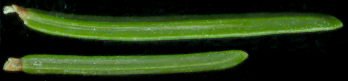 picea_glauca_nadeln_o_600