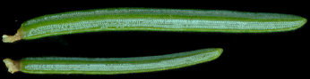 picea_glauca_nadeln_u_600